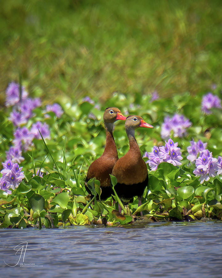 Black-bellied Whstling Ducks Photograph by Jim Thompson