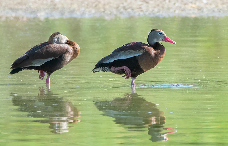 Black-belliled Whistling Duck 9162-062022-2 Photograph by Tam Ryan