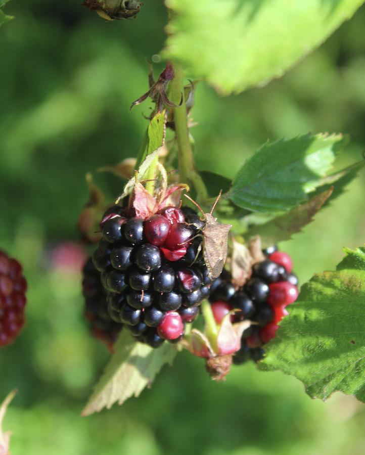 Black Berries Photograph By Vincent Duis - Fine Art America