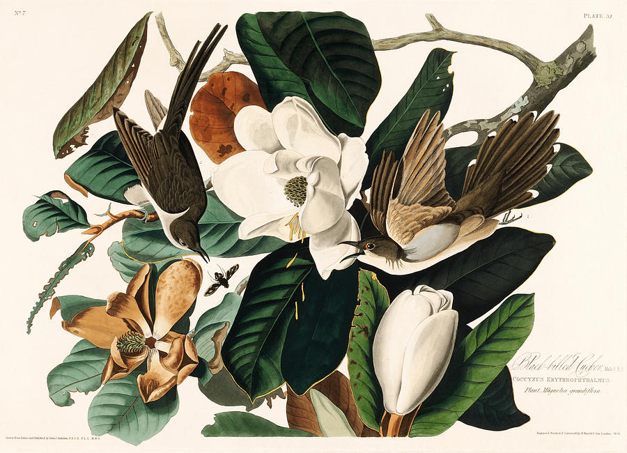 Black-billed Cuckoo. John James Audubon Painting by World Art Collective