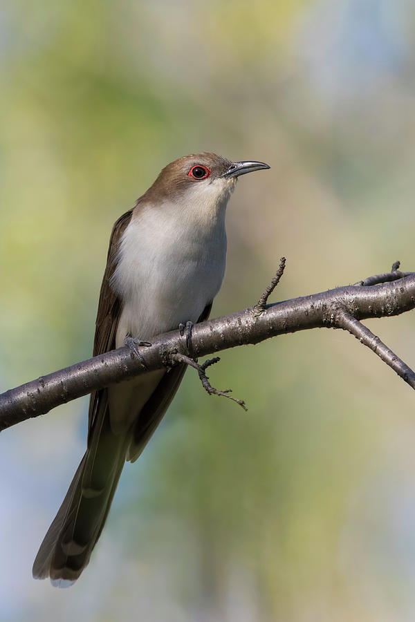 Black-billed Cuckoo Photograph