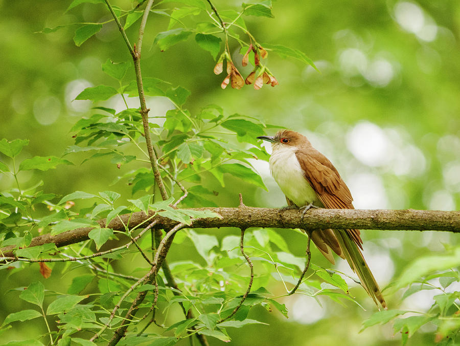 Black-billed Cuckoo Photograph by Todd Bannor