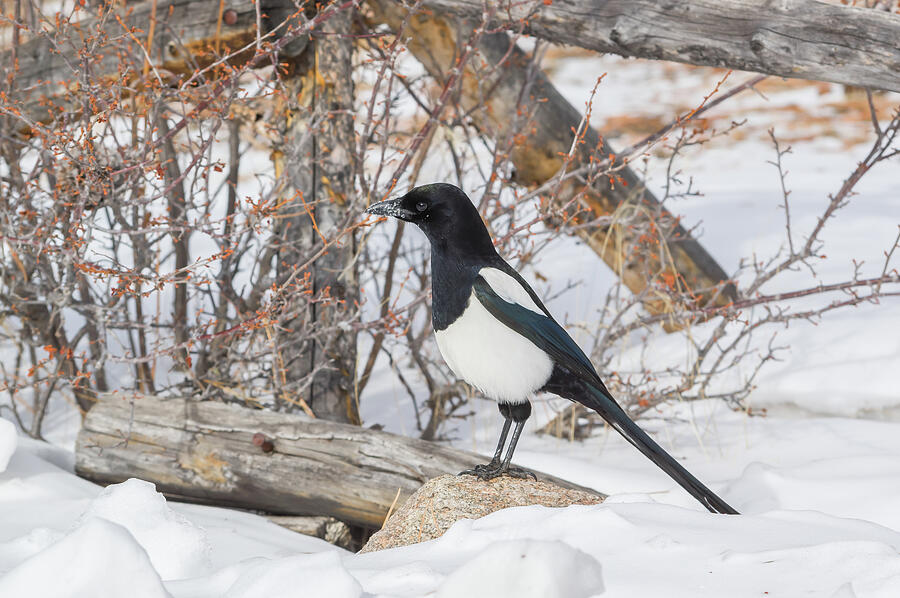 Black-billed Magpie - 6892 Photograph by Jerry Owens