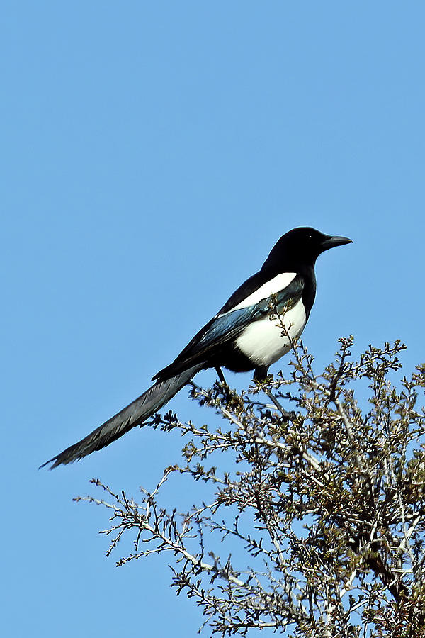 Black Billed Magpie At Memorial Hill Photograph