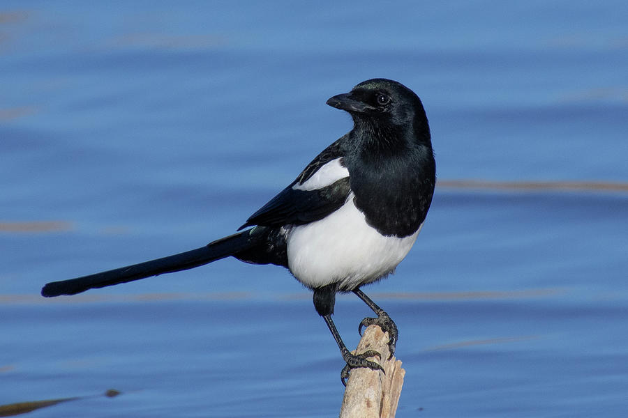 Black-billed Magpie Beside Lake Photograph by Cascade Colors