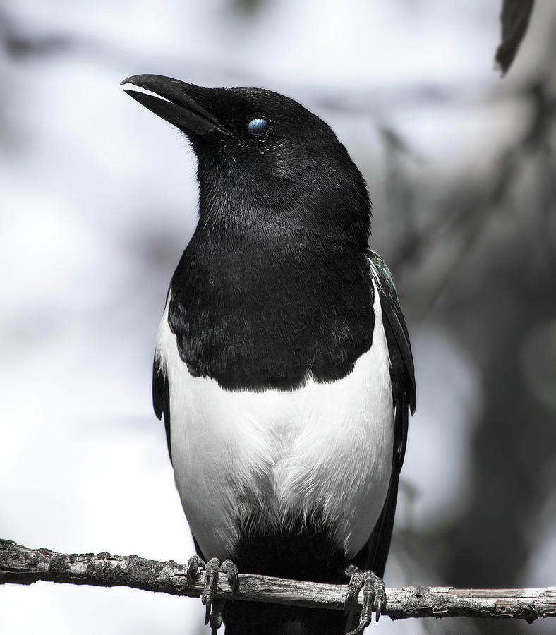 Black-billed magpie Photograph by Selena Ross - Fine Art America