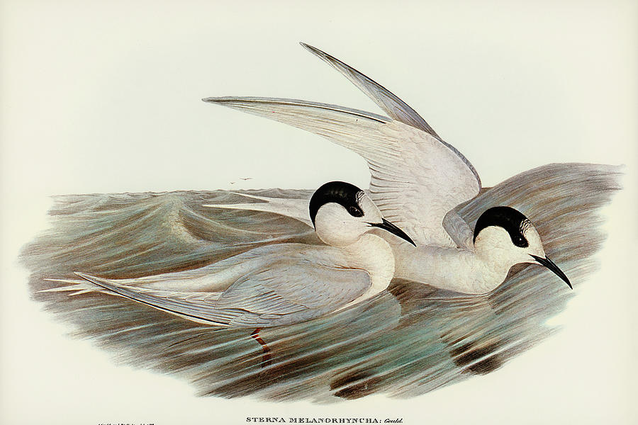 John Gould Drawing - Black-billed Tern, Sterna melanorhyncha by John Gould