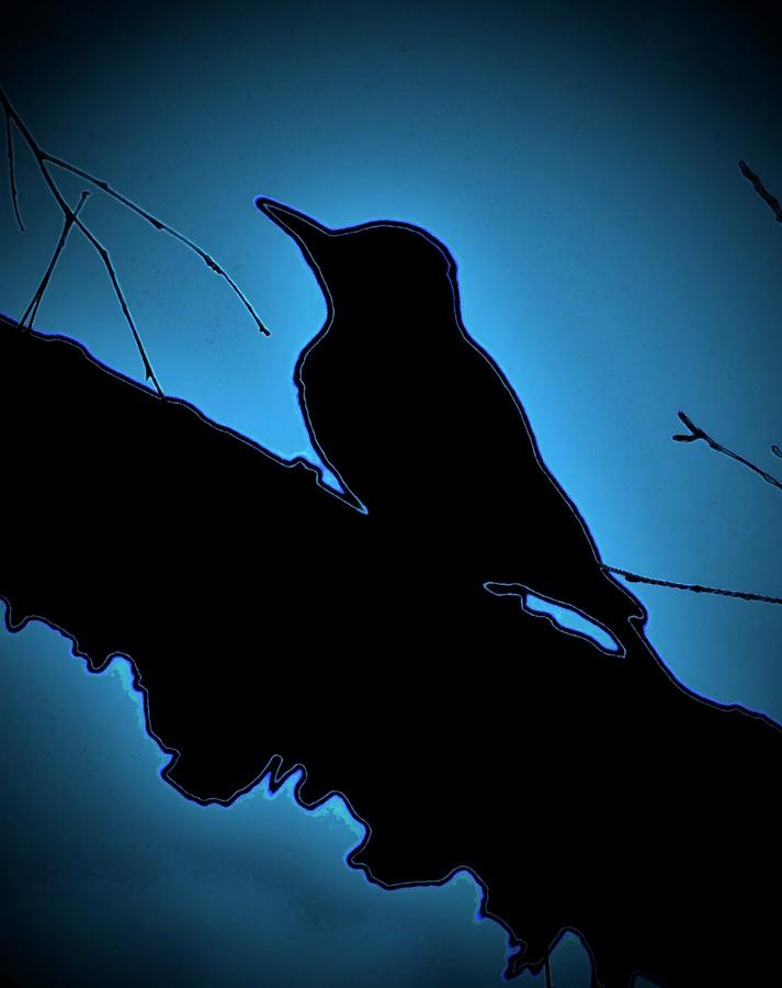 Black Bird Photograph by Alida M Haslett