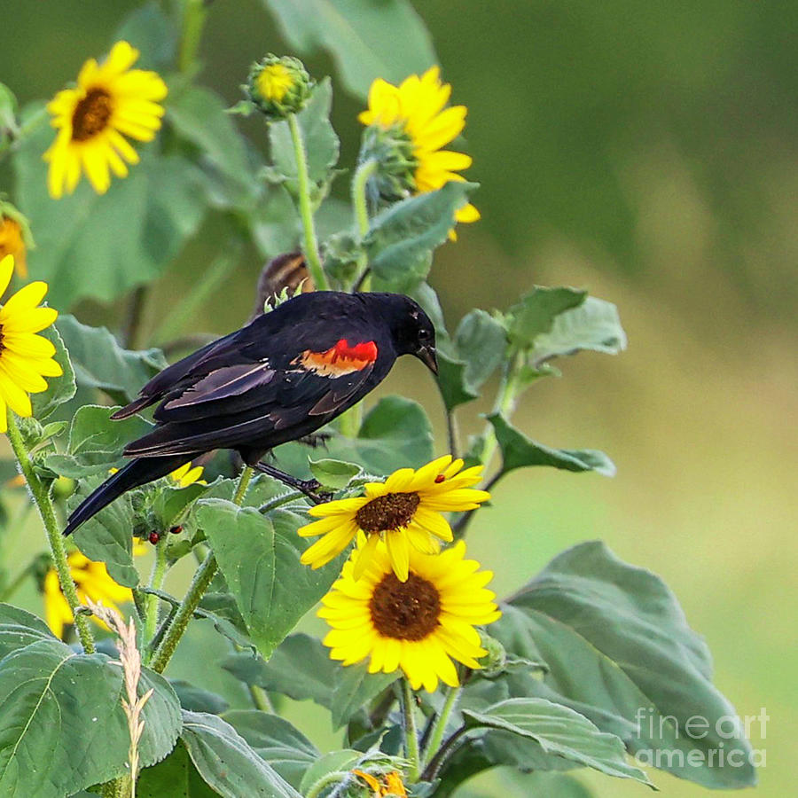 Black Bird and Sunflowers Photograph by Shirley Dutchkowski