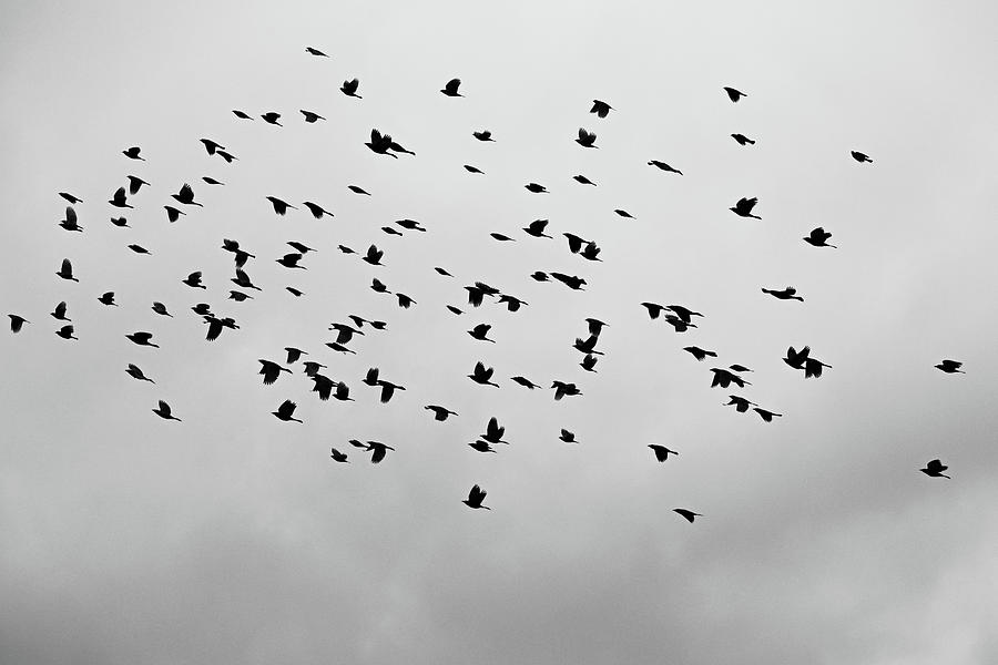 Black Bird Fly High In The Sky Photograph