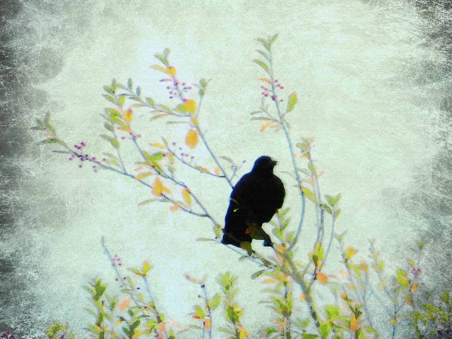 Black Bird Photograph by Marie Jamieson