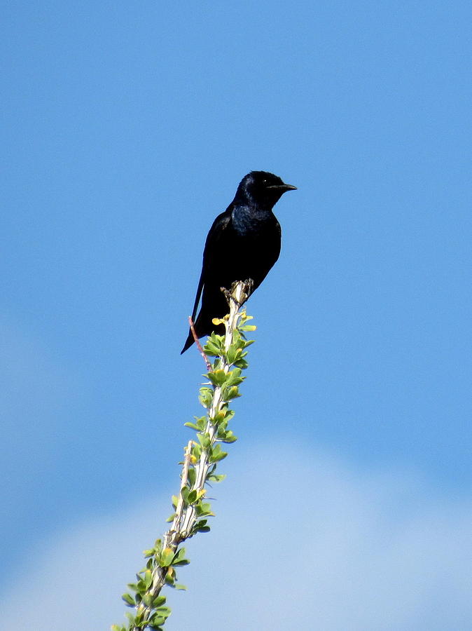 Black Bird on Ocotillo Photograph by Adrienne Wilson