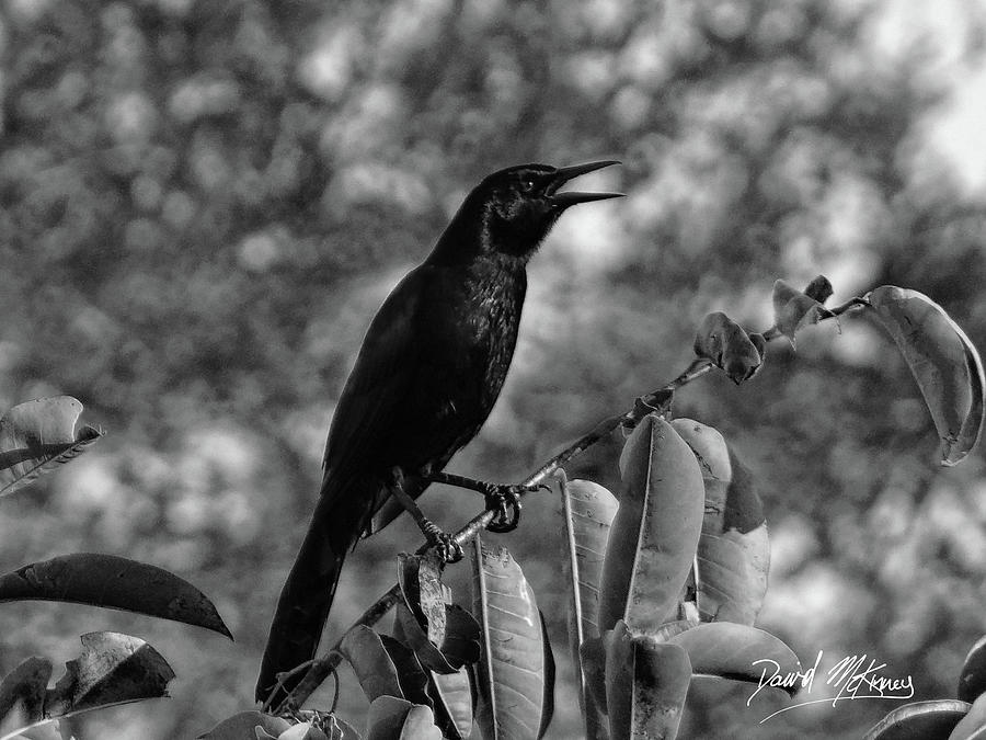 Blackbird Photograph - Black Bird Photograph Boat-tailed Grackle by David McKinney