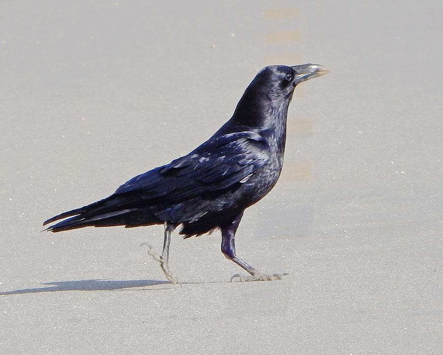 Black Bird Walking Photograph by Andrew Lawrence