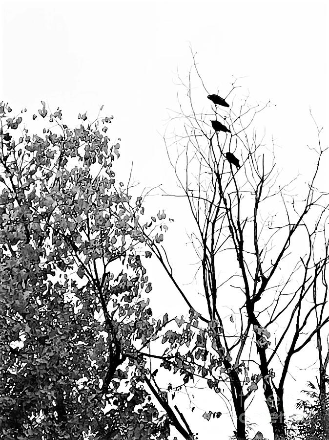 Tree Digital Art - Black Birds Fly  by Shelly Wiseberg