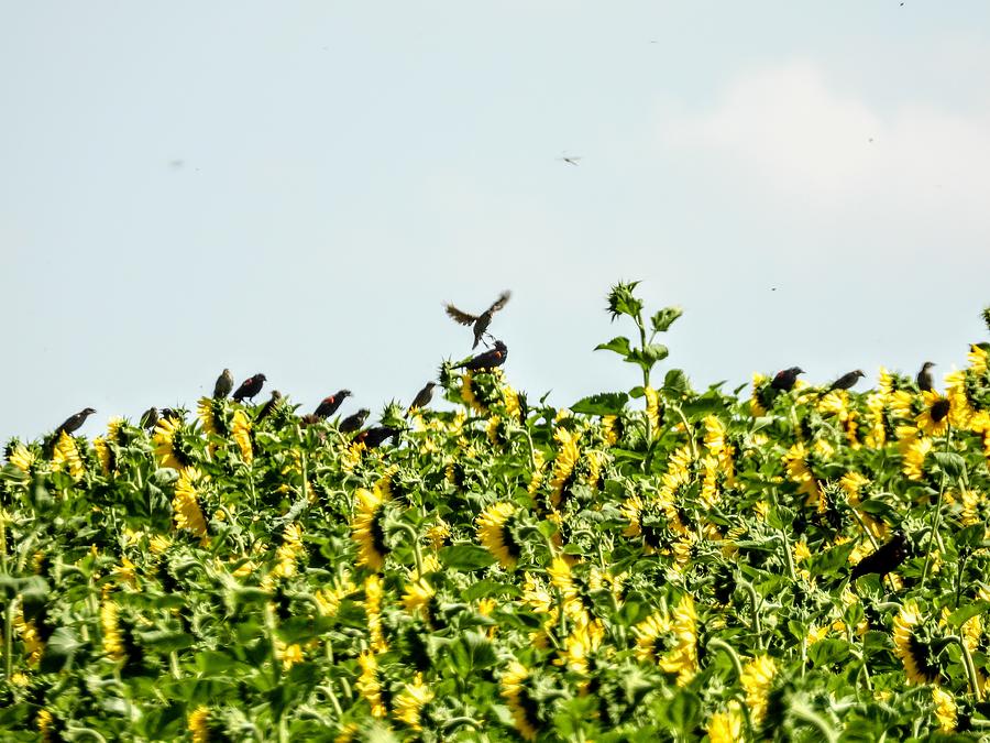 Black Birds in the Sunflowers Photograph by Amanda R Wright
