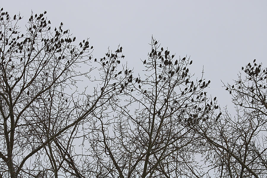 Black Birds In Tree Photograph by Gilbert Complaisance - Fine Art America