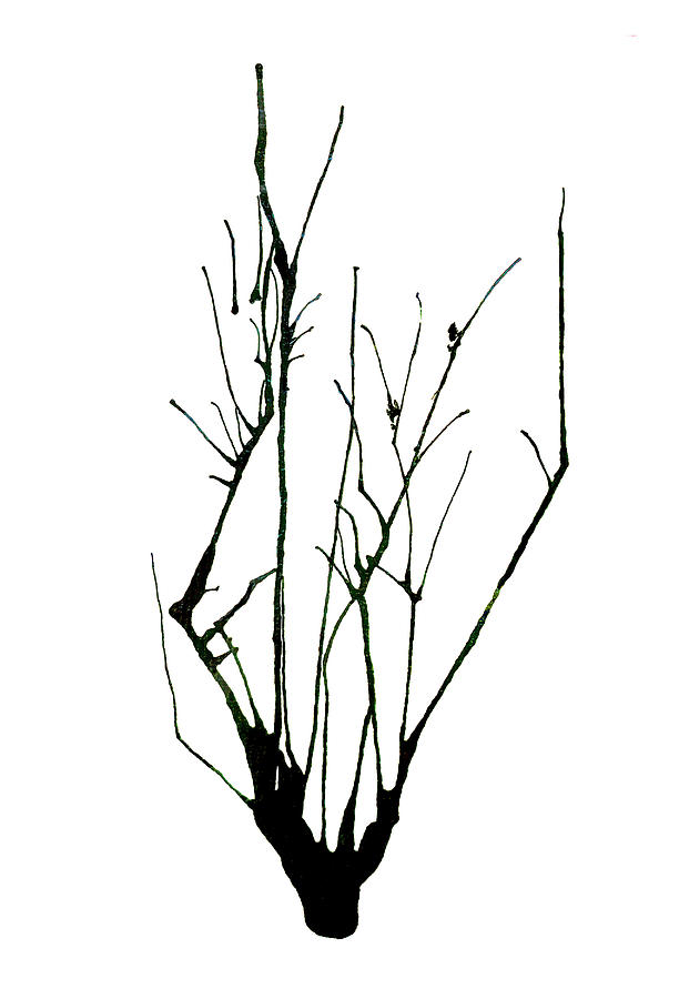 Stark Black Abstract Tree Painting by Deborah League