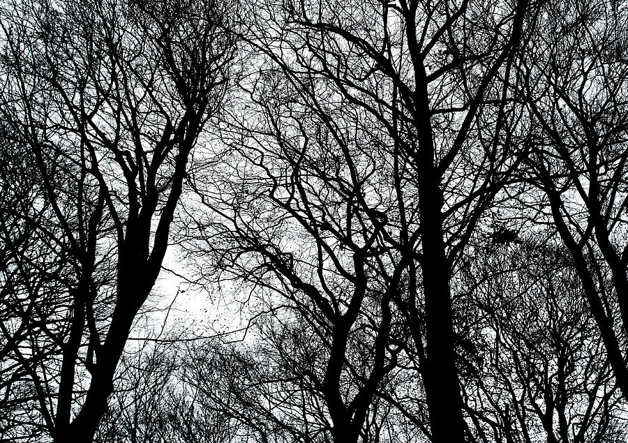 Black Branches Photograph by Maria Meester