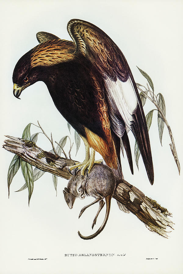 John Gould Drawing - Black-Breasted Buzzard, Buteo melanosternon by John Gould