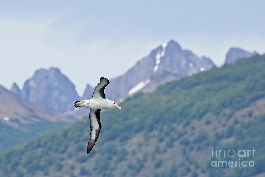 Black-browed Albatross - Beagle Channel Photograph by Tony Mills