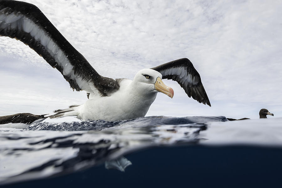 Black browed albatross floating on the water, Pacific Ocean, offshore from the North Island, New Zealand. Photograph by By Wildestanimal