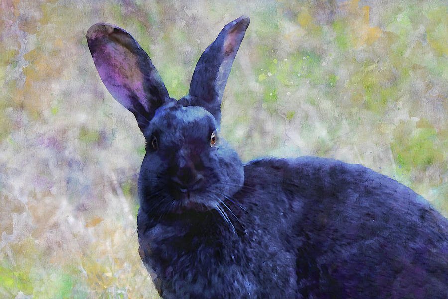 Black Bunny Art Mixed Media by Peggy Collins