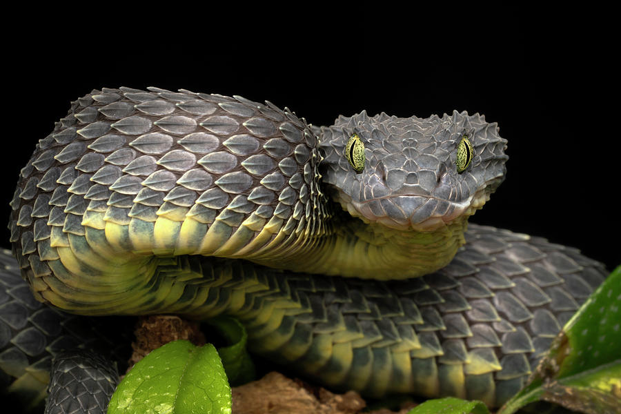 African Bush Viper, Atheris squamigera available as Framed Prints