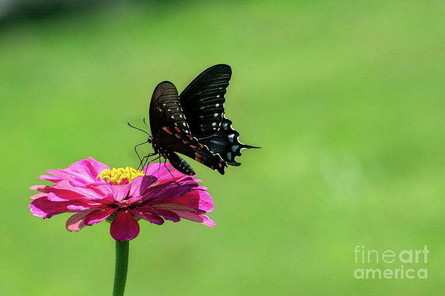 Black Butterfly #1 Photograph by Edward Sobuta