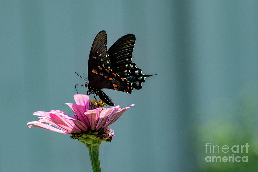 Black Butterfly #2 Photograph by Edward Sobuta