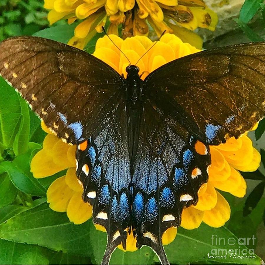 Black Butterfly Photograph By Ameenah Henderson