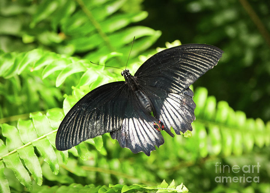 Black Butterfly Flying Over Ferns Photograph By Melissa Reese Peterson