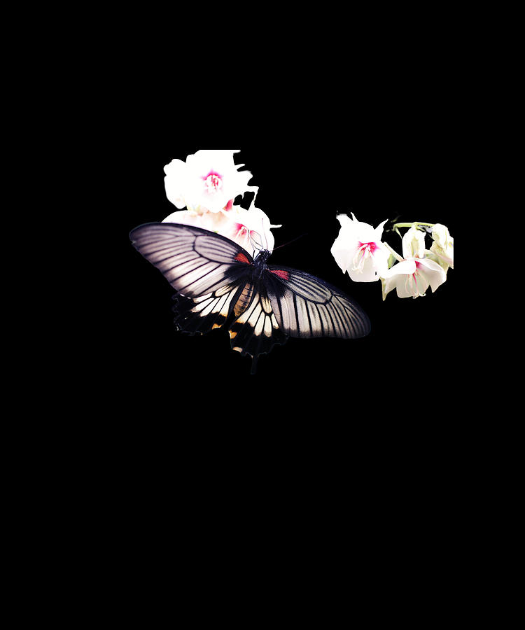 Black Butterfly Gifts Digital Art by Caterina Christakos