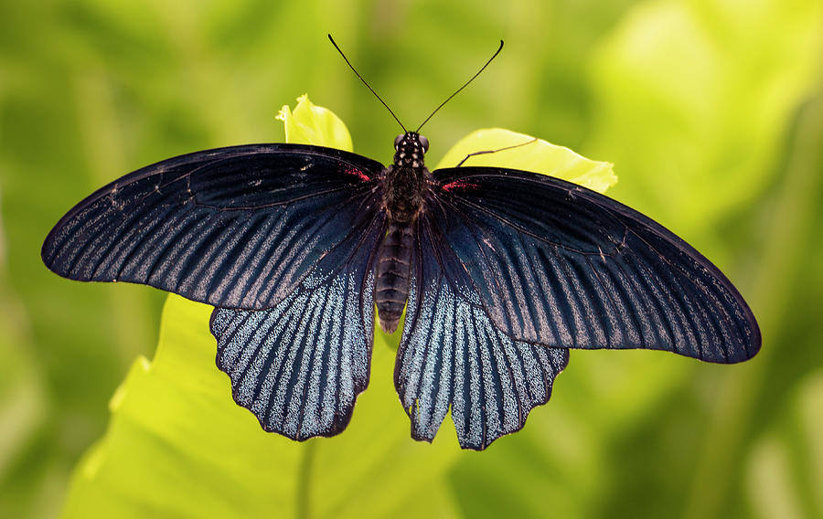 Black Butterfly Photograph by Jean Haynes | Pixels