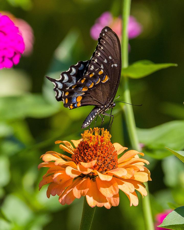 Black Butterfly Photograph by Kevin Craft
