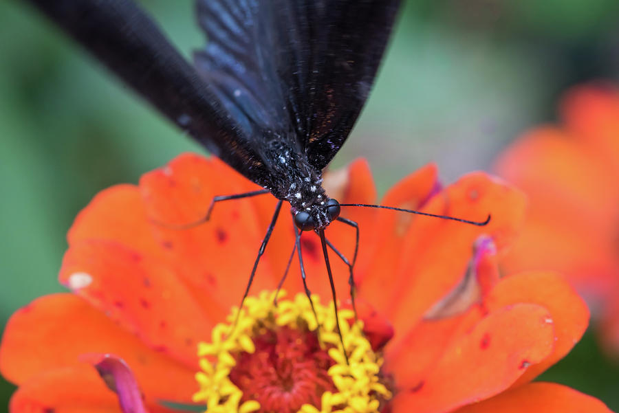 Black butterfly on a red flower Photograph by Philippe Lejeanvre