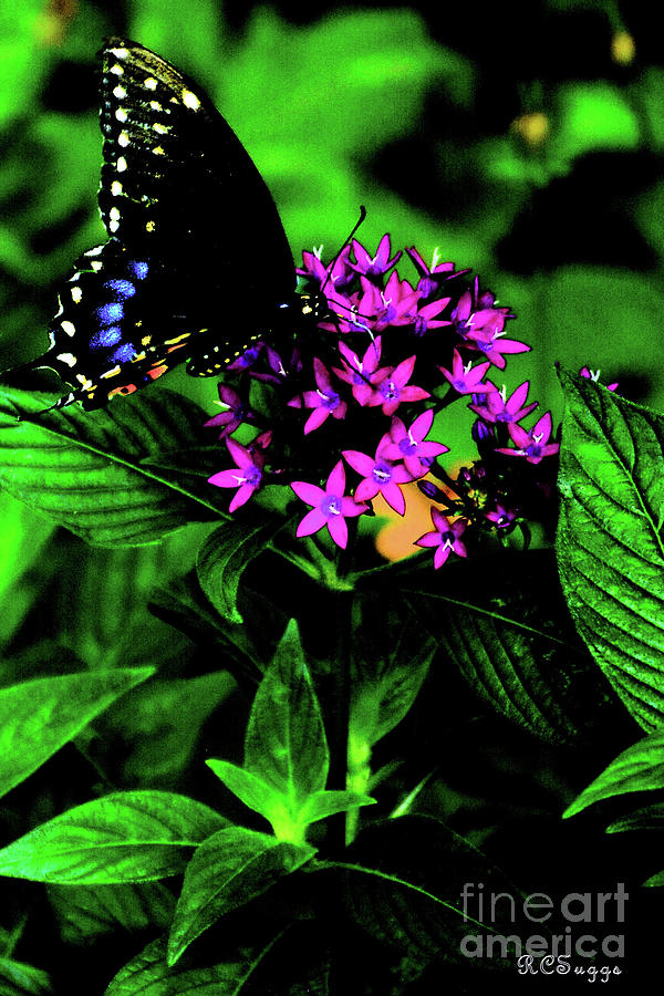 Black Butterfly on Flowers Photograph by Robert Suggs
