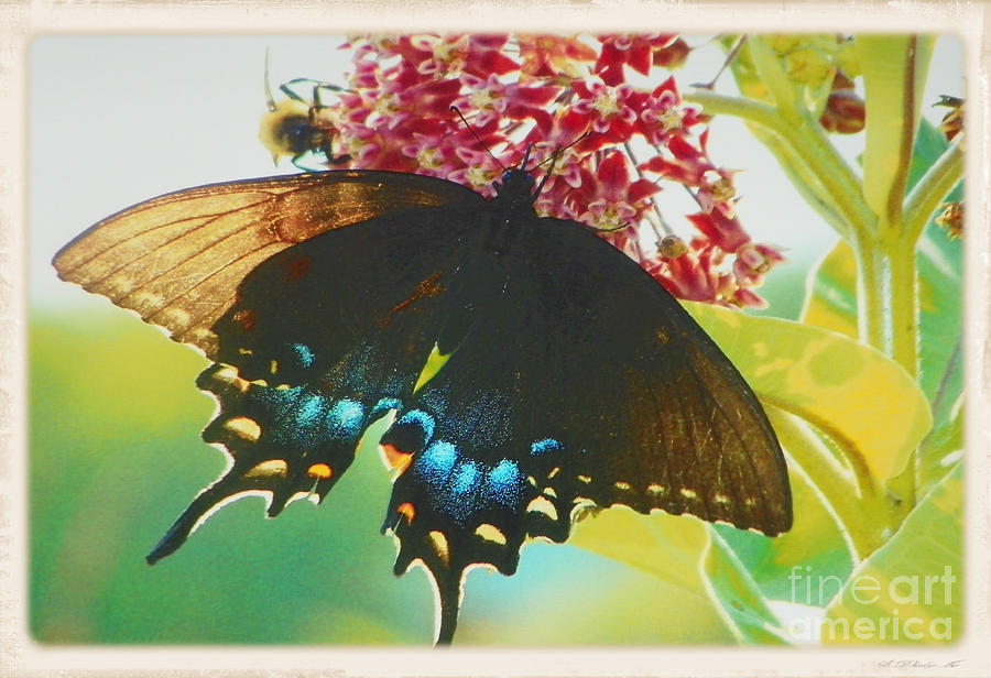 Black Butterfly Photograph by Shirley Moravec