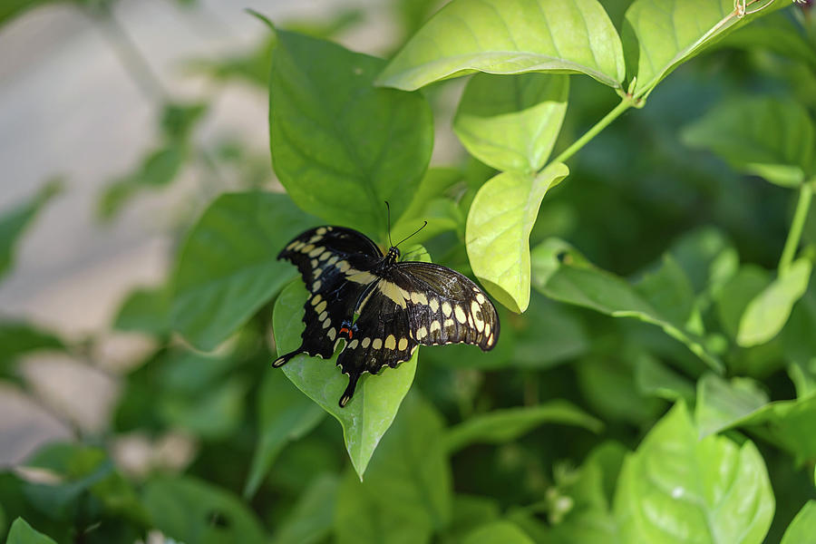 black-butterfly-with-white-spots-photograph-by-melanie-wood-pixels