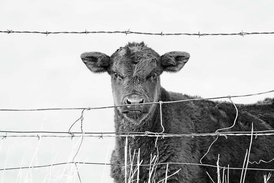 Black Calf Gaze Monochrome Photograph by Jennie Marie Schell