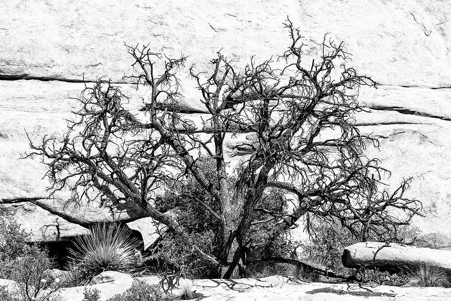 Nature Photograph - Black California - Desert Tree by Philippe HUGONNARD
