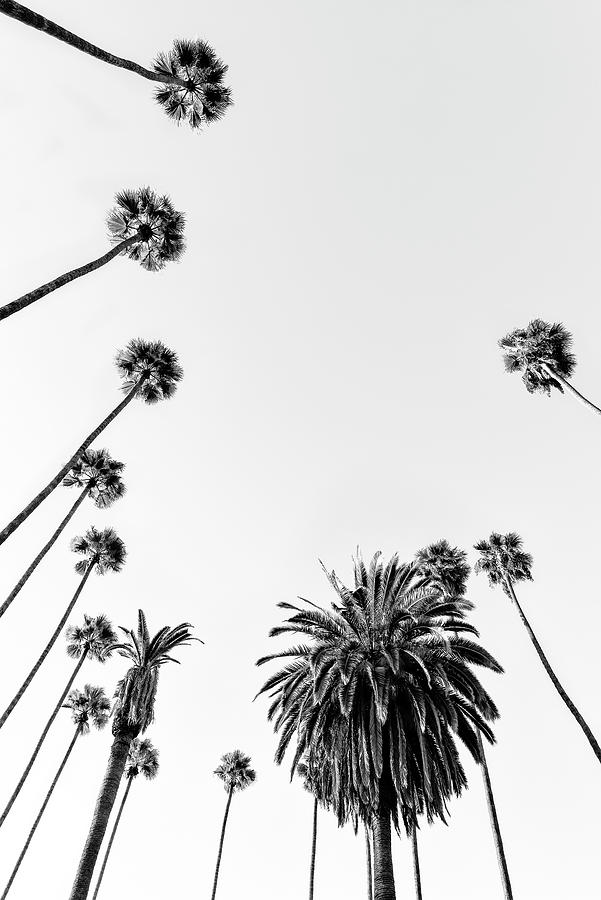 Black California - Palm Trees Photograph by Philippe HUGONNARD