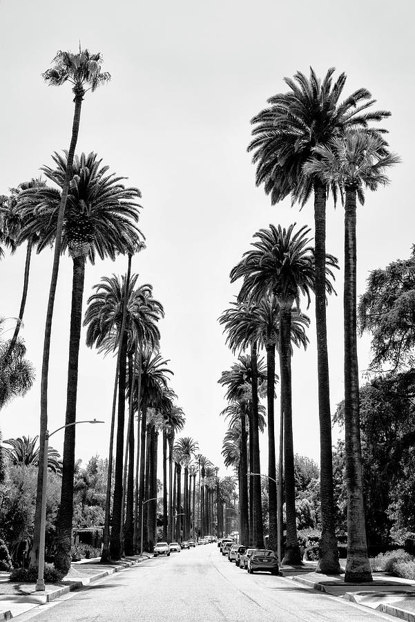 Black California Series - Beverly Hills Palm Alley Photograph by Philippe HUGONNARD