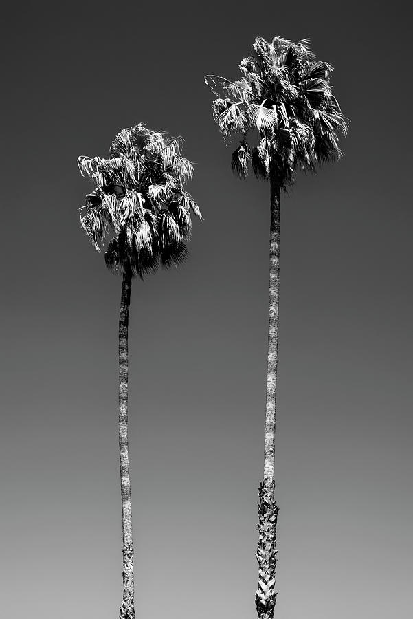 Black California Series - Beverly Hills Palm Trees Photograph by Philippe HUGONNARD