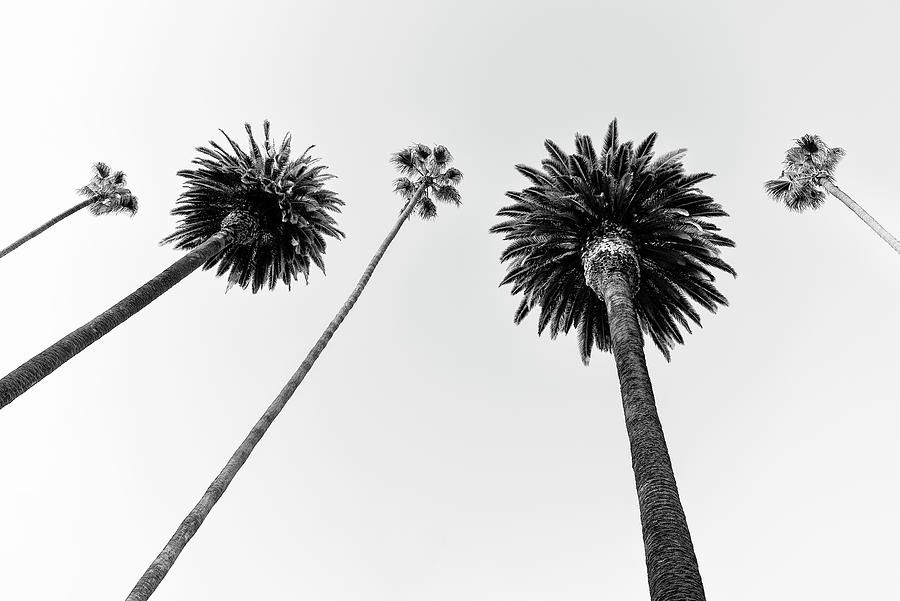 Black California Series - Five Palm Trees Photograph by Philippe HUGONNARD