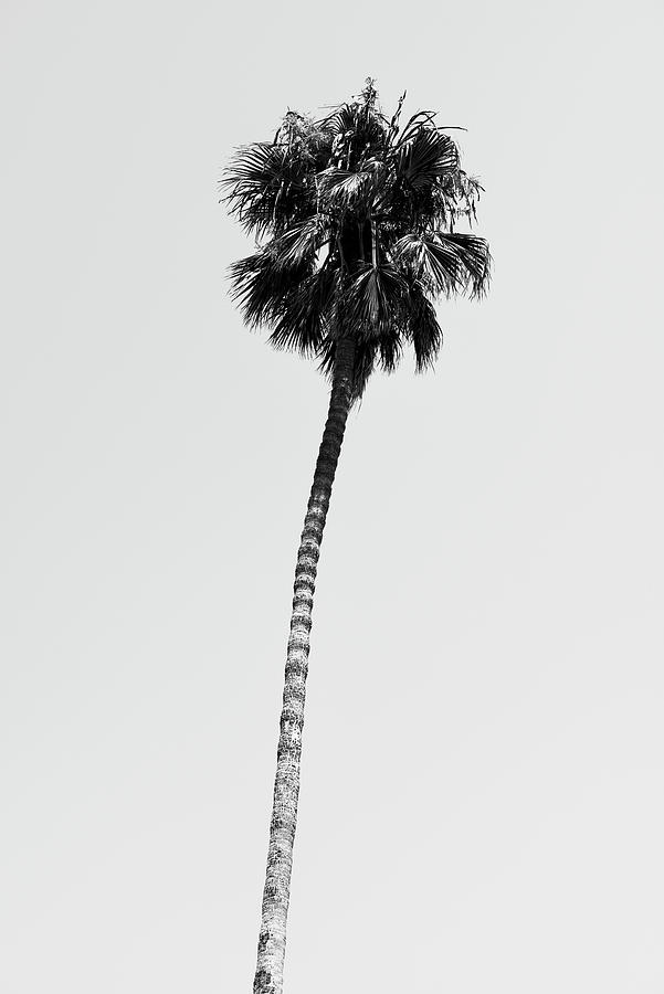 Black California Series - Hollywood Palm Tree Photograph by Philippe HUGONNARD