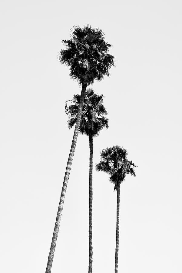 Black California Series - Hollywood Palm Trees Photograph by Philippe HUGONNARD