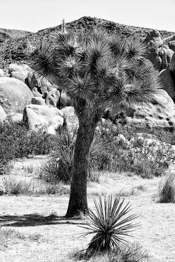 Black California Series - Joshua Tree in the Desert Photograph by Philippe HUGONNARD
