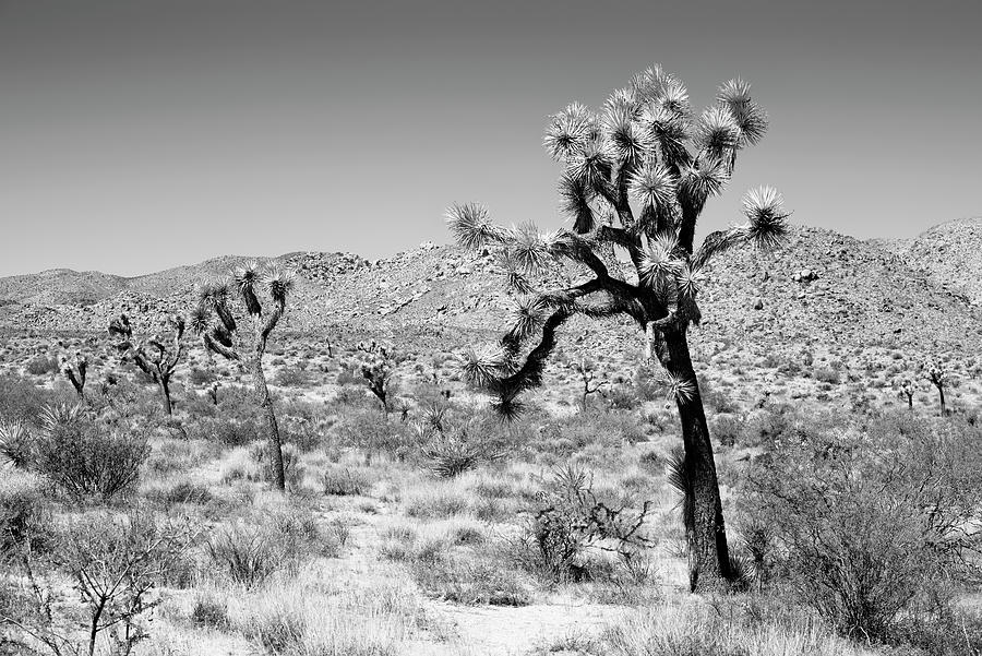 Black California Series - Joshua Trees Desert Photograph by Philippe HUGONNARD