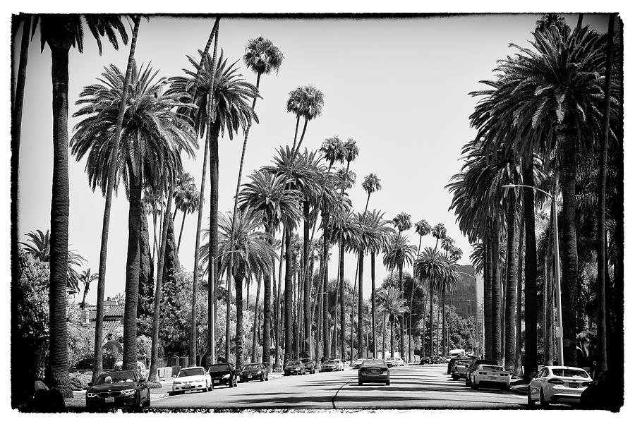 Black California Series - L.A Palm Alley Photograph by Philippe HUGONNARD